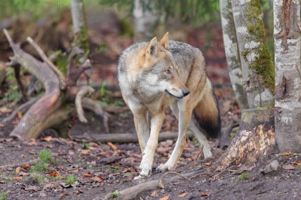 An adult female grey wolf (Canis lupus lupus) runs through the forest on an overcast day
