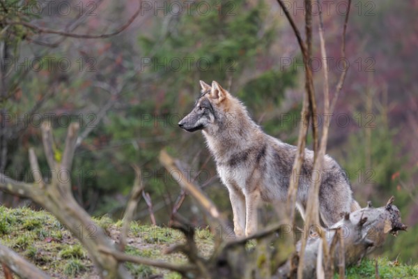A young grey wolf (Canis lupus lupus) stands in a meadow behind a dead tree on a hill
