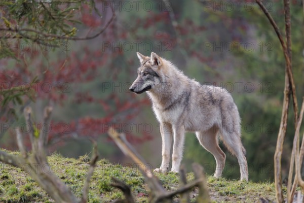 A young grey wolf (Canis lupus lupus) stands in a meadow behind a dead tree on a hill
