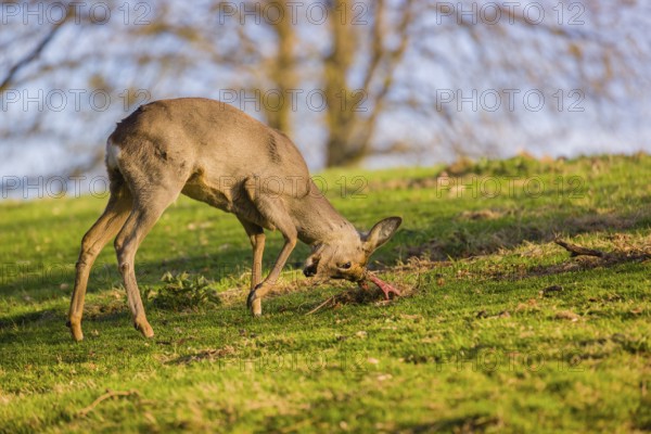 A roebuck (Capreolus capreolus) sweeps his antlers on the ground