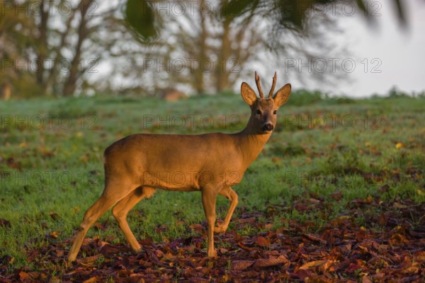 A roebuck (Capreolus capreolus) runs across a meadow at sunrise