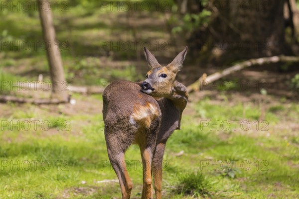 One female Roe Deer, (Capreolus capreolus), stands on a meadow at a forest edge