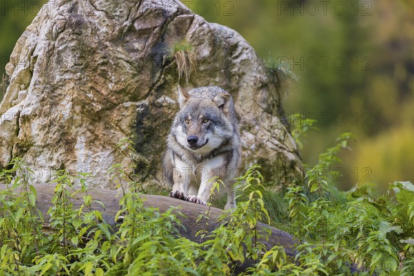 One eurasian gray wolf (Canis lupus lupus) stands on a log in front of a rock between green vegetation, observing the area. Intensive fall colours in the background