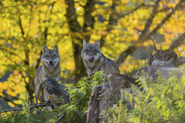Two eurasian gray wolves (Canis lupus lupus) stand on a hill, observing the area. A forest in fall colours in the background