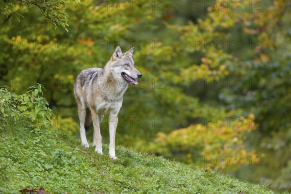 One eurasian gray wolf (Canis lupus lupus) stands on a hill, observing the area. A forest in fall colours in the background