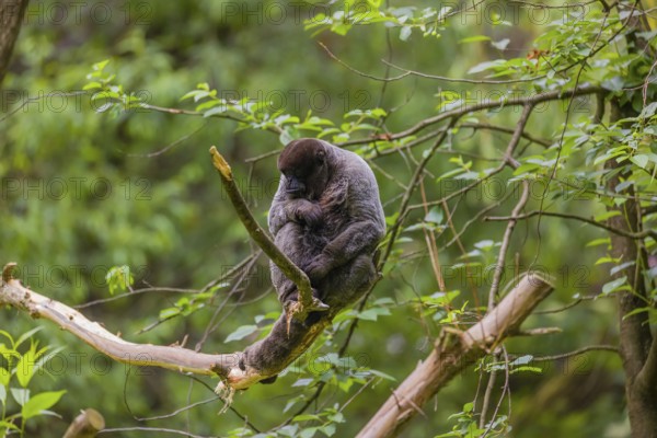A common woolly monkey, brown woolly monkey, or Humboldt's woolly monkey (Lagothrix lagothricha) sits in a tree