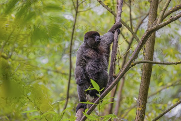 A common woolly monkey, brown woolly monkey, or Humboldt's woolly monkey (3) (Lagothrix lagothricha) climbs in a tree