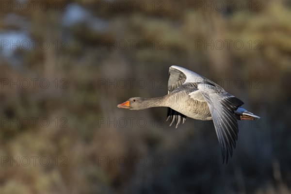 Greylag goose (Anser anser), Sweden, Europe