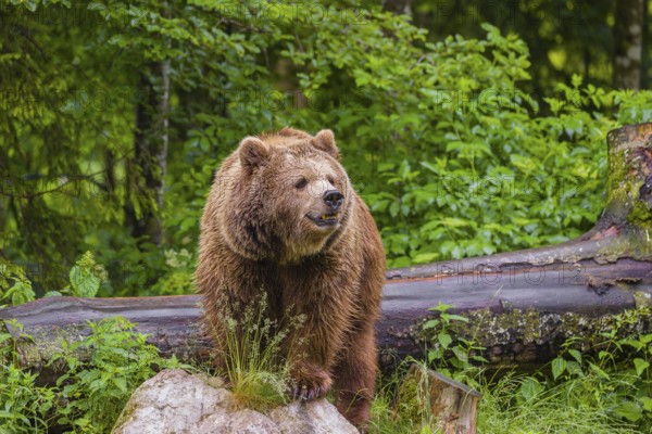 A female eurasian brown bear (Ursus arctos arctos) stands on a rock lying at a forest edge in early springtime on a rainy day