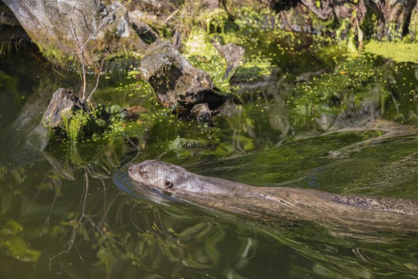 One giant otter or giant river otter (Pteronura brasiliensis) swimming in a river, a mossy root of a dead tree in the background