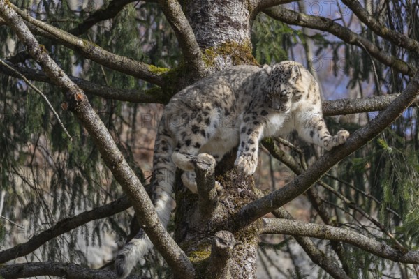 One adult snow leopard (Panthera uncia) standing high up in a tree, watching something in the distance. Blue sky in the background
