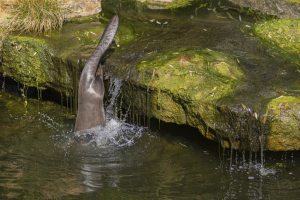 One giant otter or giant river otter (Pteronura brasiliensis) jumping down into the river from a mossy rock at a little cascade