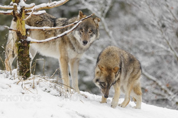 An adult male grey wolves (Canis lupus lupus) and a young one stand behind a dead tree on a snow-covered hill on a cold, cloudy day. A forest can be seen in the background