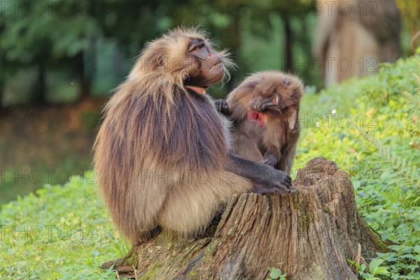 A male and a female Gelada (Theropithecus gelada), or bleeding-heart monkey sit in beautiful light on a rotten tree stump lying in green vegetation. The female grooms the male Gelada