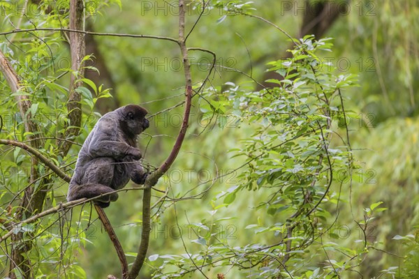 A common woolly monkey, brown woolly monkey, or Humboldt's woolly monkey (Lagothrix lagothricha) climbs in a tree