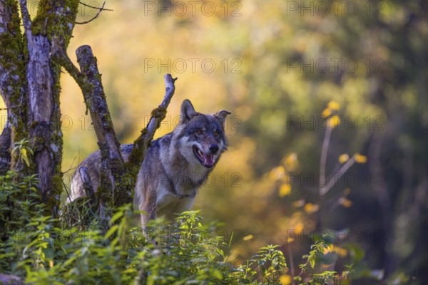 One eurasian gray wolf (Canis lupus lupus) stands on a hill next to a mossy dead tree, observing the area. A forest in fall colours in the background