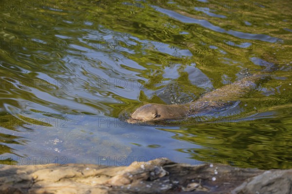 One giant otter or giant river otter (Pteronura brasiliensis) swimming in a river. Head submerged