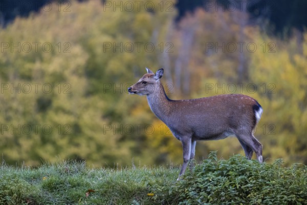 A female Japanese sika deer (Cervus nippon nippon) runs across a meadow. In the background is a forest with autumn leaves