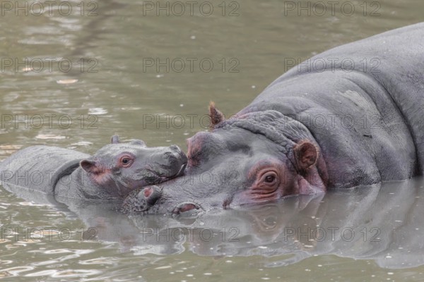A baby hippopotamus (Hippopotamus amphibius) and its mother resting in a river