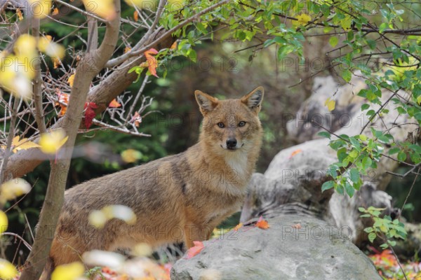 A golden jackal (Canis aureus) stands behind a rock between bushes at the edge of the forest