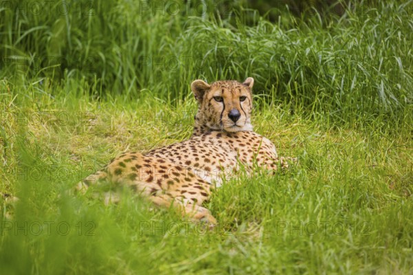 A cheetah (Acinonyx jubatus) lies in the tall green grass