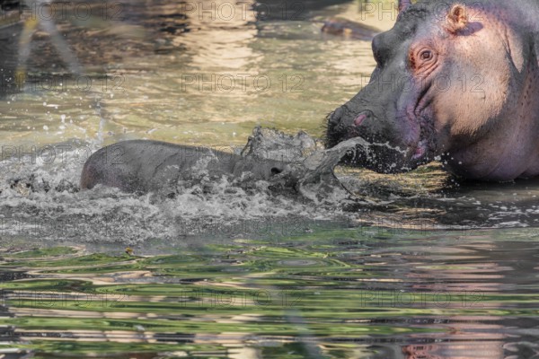 A baby hippopotamus (Hippopotamus amphibius) and its mother swimming in a river