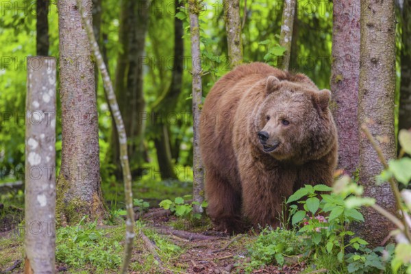 An adult female Eurasian brown bear (Ursus arctos arctos) stands in a forest