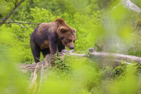 A young male (Ursus arctos arctos) stands on a hilltop on a rotting tree, framed by fresh green leaves