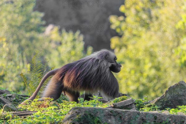 An adult male gelada (Theropithecus gelada), or bloodheart monkey, runs across a green meadow. A green forest can be seen in the background