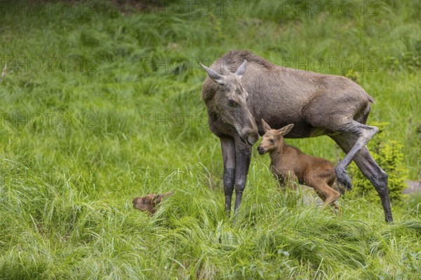 Two baby moose or elk. One of them getting suckled by their mother, Alces alces, (19 days old, born May 8, 2020). Standing on a meadow with fresh green grass