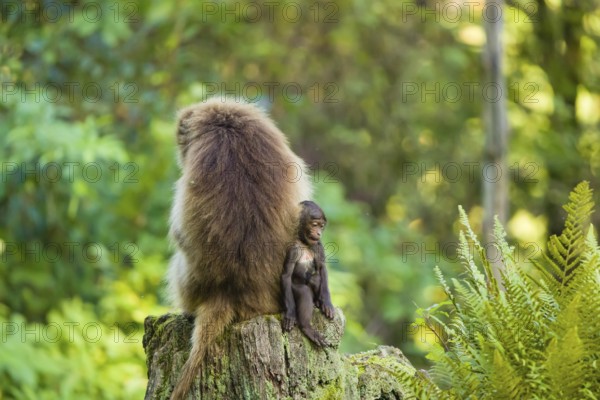 One female Gelada (Theropithecus gelada), or bleeding-heart monkey and her baby sit back to back on a rotting tree stump. A green forest is in the background