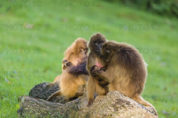Three female Gelada (Theropithecus gelada), or bleeding-heart monkey, sit on a rock and groom a baby. Sweet evening light