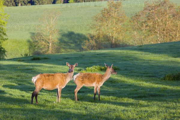 Two female Altai maral, Altai wapiti or Altai elk (Cervus canadensis sibiricus) stand on a meadow in the first light of the day