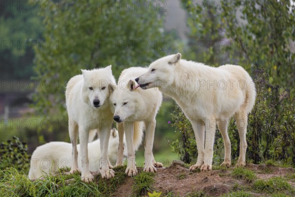 A pack of Arctic wolves (Canis lupus arctos) stands on a small hill