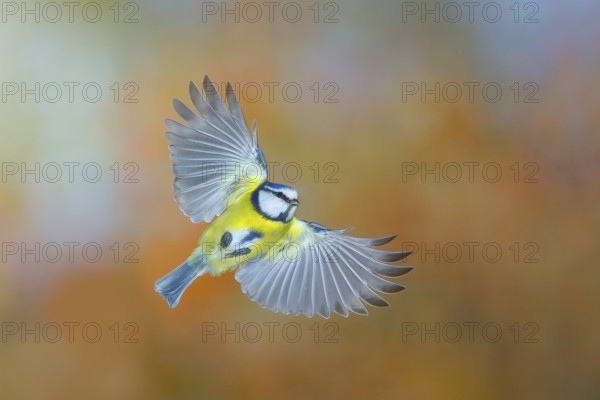Blue tit (Parus caeruleus), in flight, wildlife, tits, nature photography, autumn, high speed nature photography, Neunkirchen, Siegerland, North Rhine-Westphalia, Germany, Europe