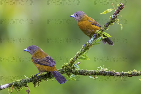 Flame tanager (Pamphecelus passerinii), tanager (Thraupidae), Costa Rica, Central America