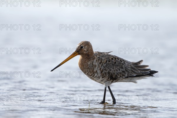 Black-tailed godwit (Limosa limosa), Ochsenmoor, Dümmer, Lemförde, Lower Saxony, Germany, Europe