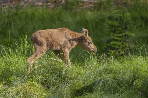 One baby moose or elk, Alces alces, (19 days old, born May 8, 2020) walking through tall fresh green grass