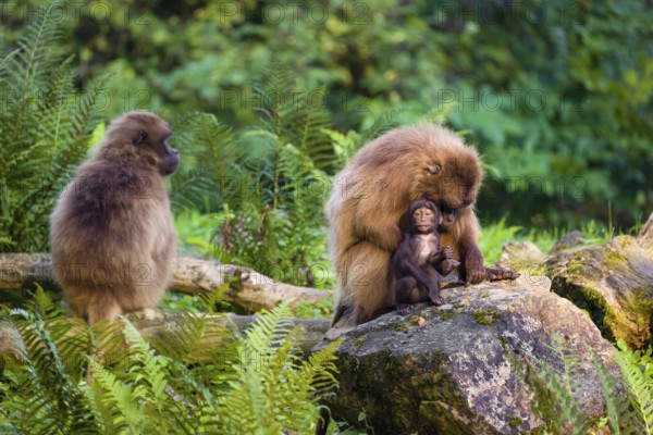 One female Gelada (Theropithecus gelada), or bleeding-heart monkey sits on a rock grooming her baby. A green forest is in the background