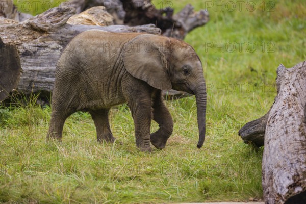4 months old African baby elephant (Loxodonta africana) walks over a green meadow