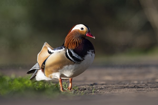 Mandarin duck (Aix galericulata), drake, during mating season, on land, Heiligenhaus, North Rhine-Westphalia, Germany, Europe