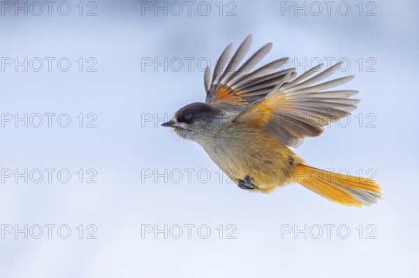Siberian jay (Perisoreus infaustus, Corvus infaustus) in flight in snow covered taiga in winter, Scandinavia