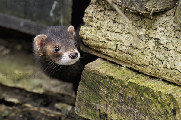 European polecat (Mustela putorius), also known as ferret, looking out from between piles of wood, captive, Switzerland, Europe
