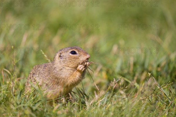 A European ground squirrel (Spermophilus citellus) or European souslik sits in green gras, looking for food