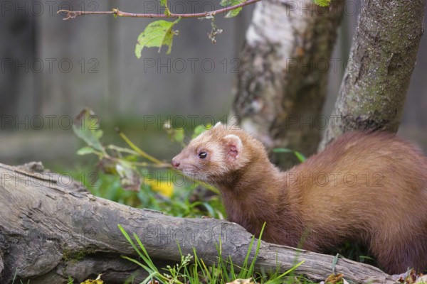 A male ferret (Mustela putorius furo) stands between dead trunks of trees, searching for food