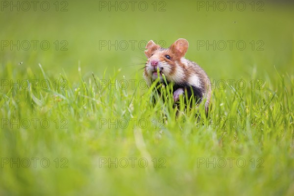 A European hamster (Cricetus cricetus), Eurasian hamster, black-bellied hamster or common hamster, searches for food on fresh green grass