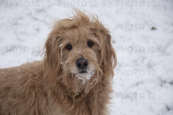 Long-haired dog in the snow, taken from nearby, Germany, Europe