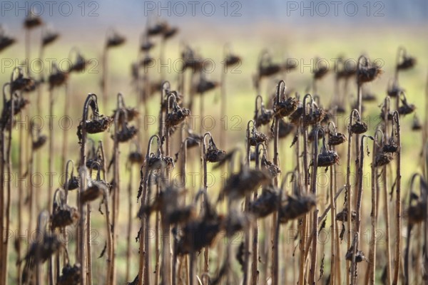 Sunflower field in winter, Germany, Europe