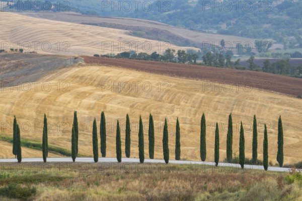 Typical Tuscan landscape in Crete Senesi with hills, trees, fields, cypresses and farm road in autumn, sunrise, Agriturismo Baccoleno, UNESCO World Heritage Site, Siena Province, Tuscany, Italy, Europe
