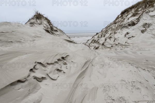 Dune landscape, Amrum, Schleswig-Holstein, Germany, Europe